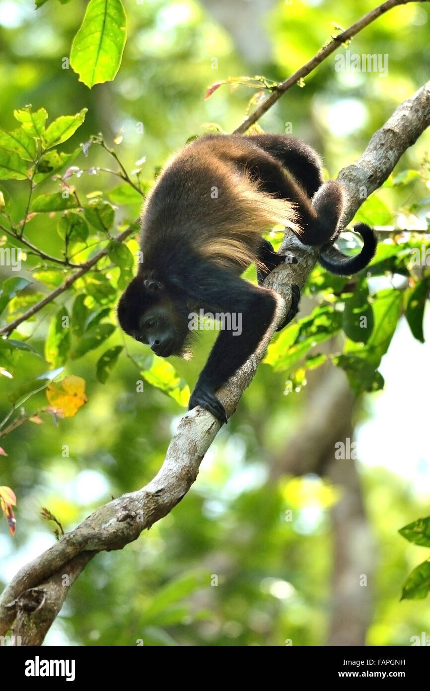 Ein Bemannter Howler Monkey in Costa rica Regenwald Stockfoto