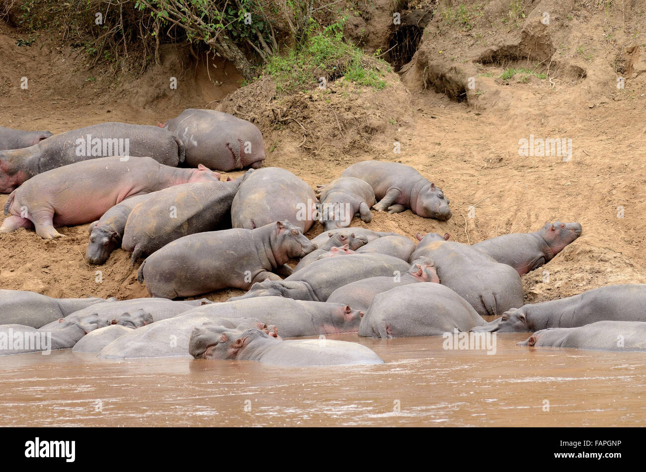 Flusspferde schlafen im Mara River Kenia Stockfoto
