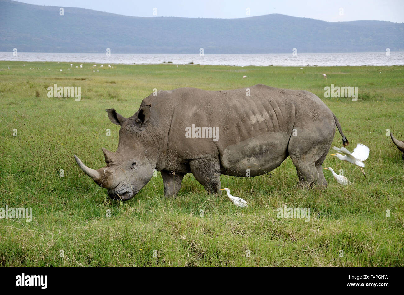 Breitmaulnashorn in Lake Nakuru National Park Stockfoto