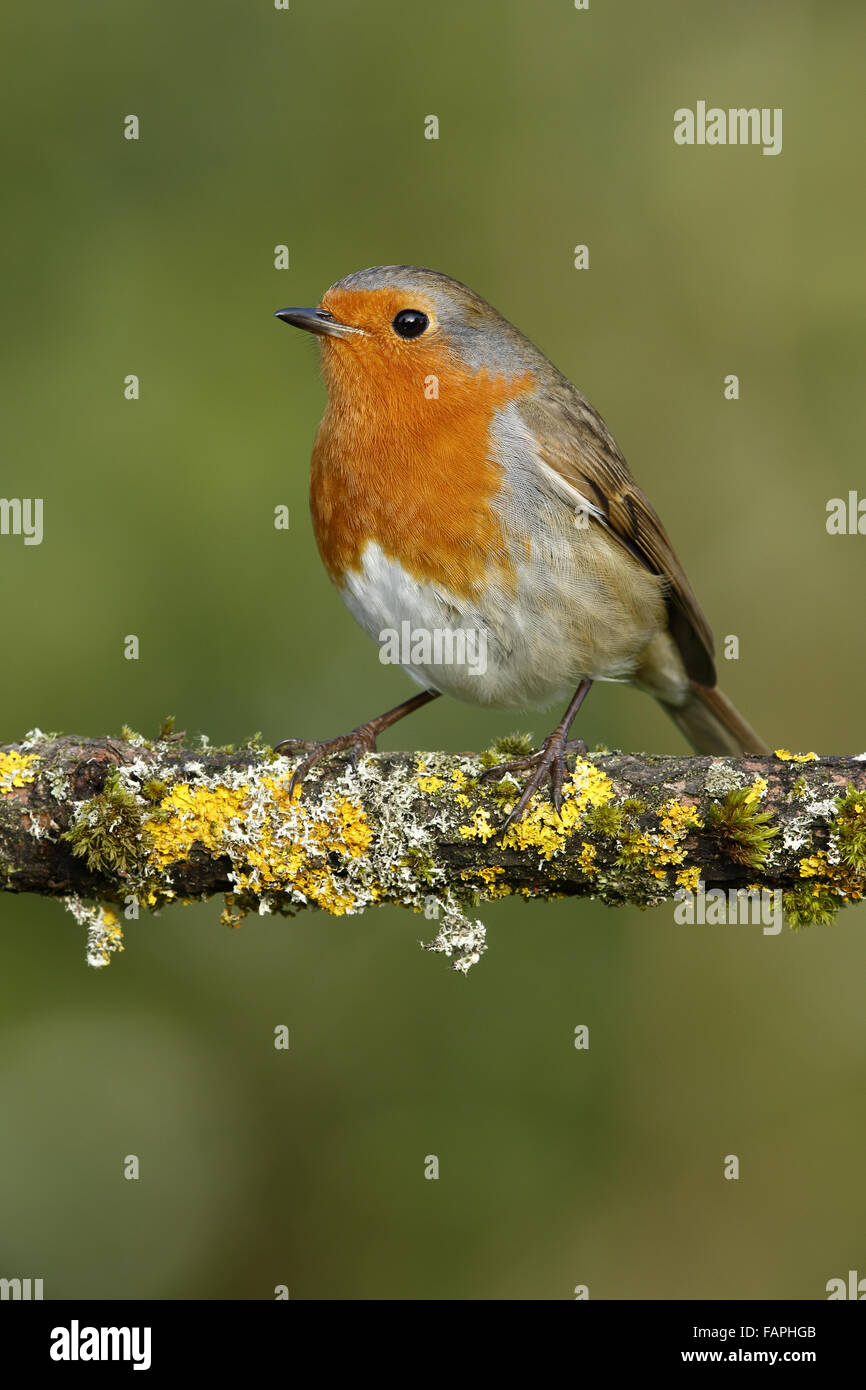 Rotkehlchen (Erithacus Rubecula), Erwachsene, thront auf Flechten bedeckten Ast im Garten, Warwickshire, England, Januar Stockfoto