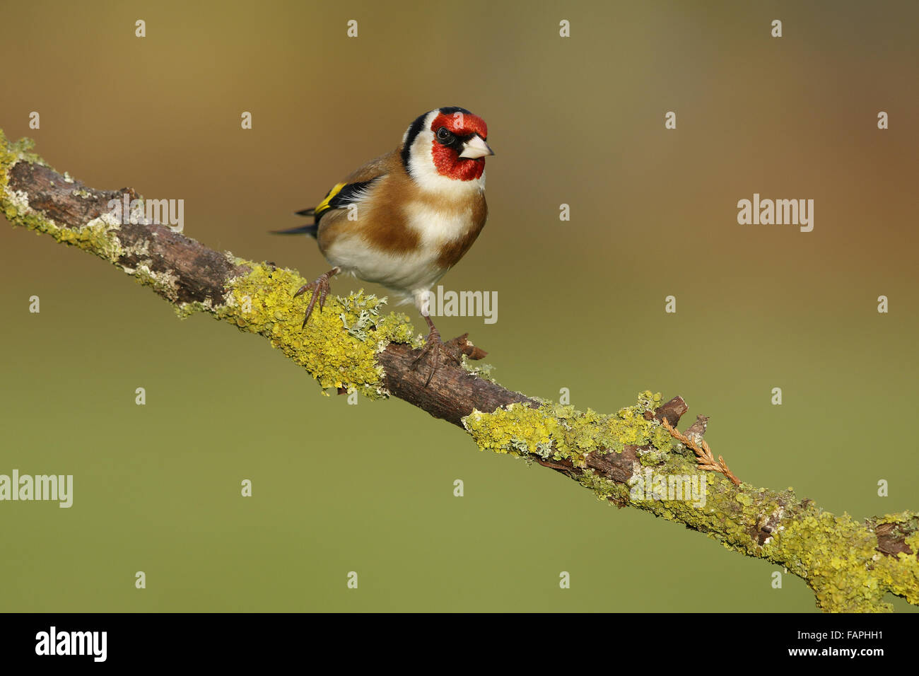 Europäische Stieglitz (Zuchtjahr Zuchtjahr), Männchen, thront auf einem Ast, Warwickshire, England, Januar Stockfoto