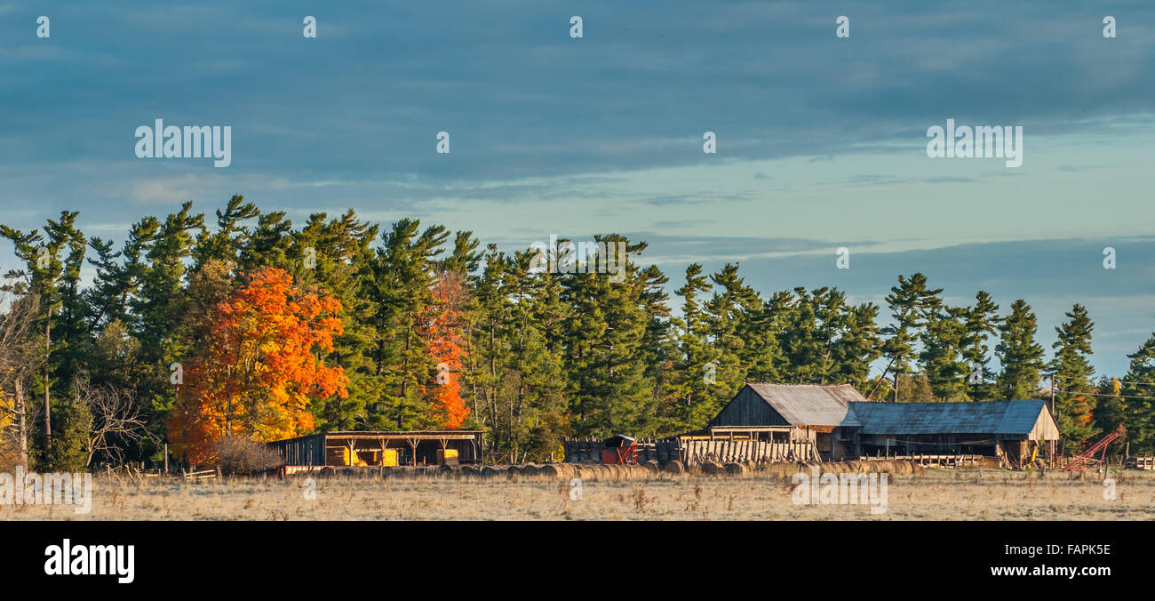 Landwirtschaftlichen Nebengebäude in Land Einstellung frühen Herbst Farbe, Morgensonne. Stockfoto