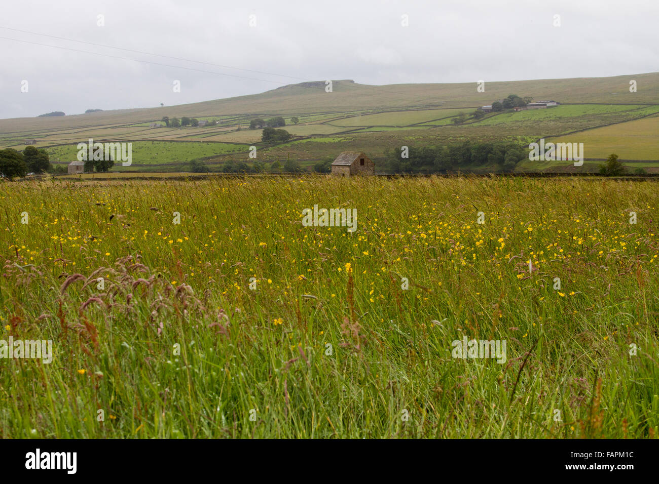 Hannahs Wiese im Sommer Stockfoto