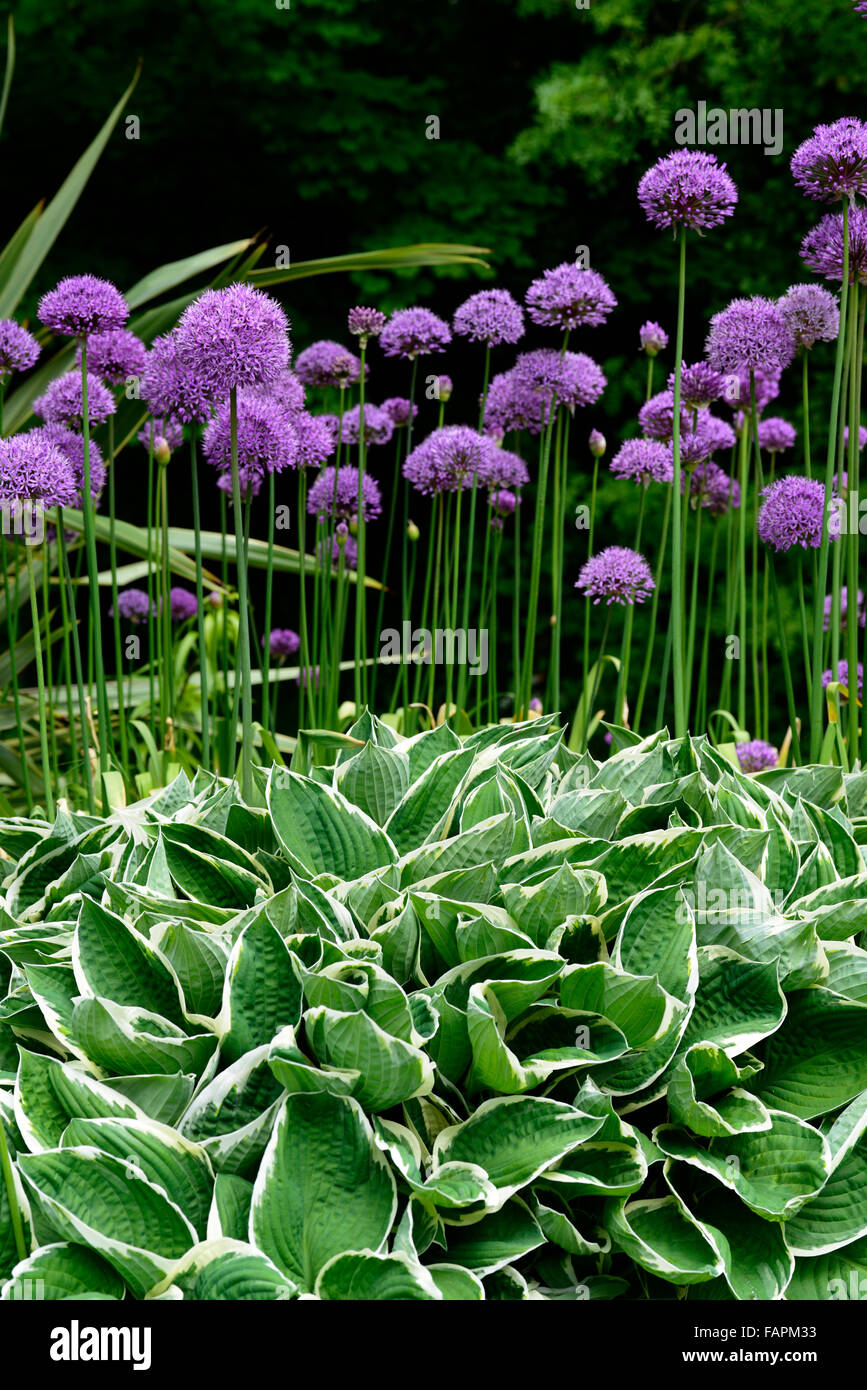 Allium purple Sensation Hosta Francee lila bunten Laub Frühling Farbe Pflanze Kombination Garten Gartenarbeit RM floral Stockfoto