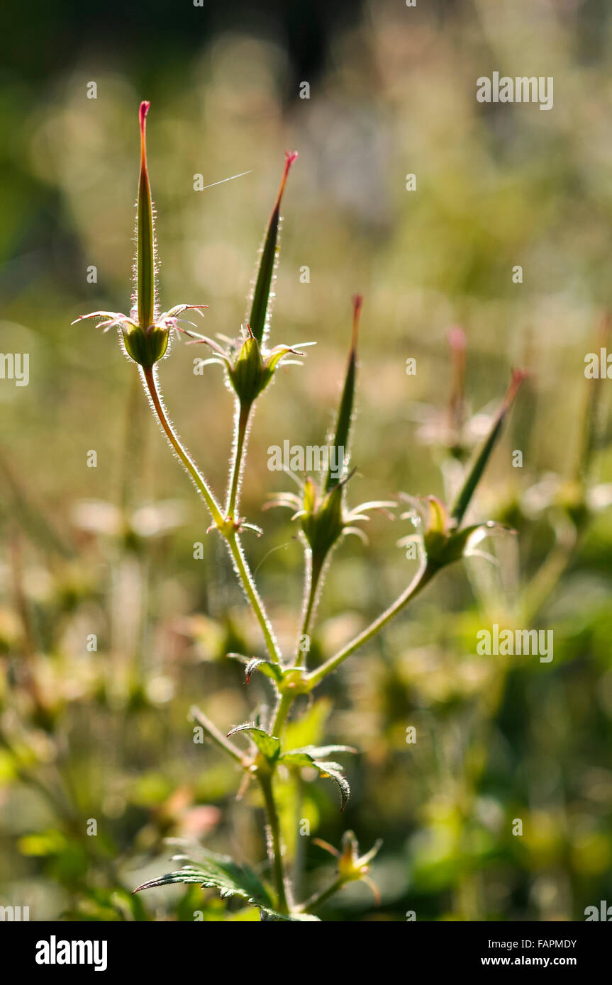 Nahaufnahme der siehe Schoten von ein hardy Geranium (Storchschnabel) im Sommersonne. Geranium Sylvaticum. Stockfoto