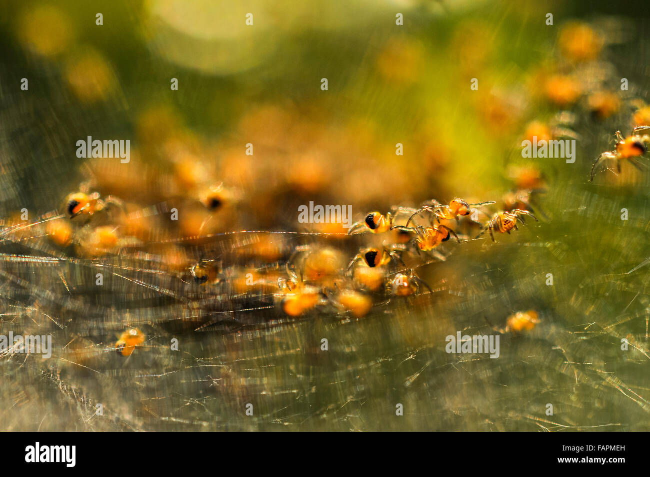Ein Nest von winzigen gelben und schwarzen Garten Spinnen in einem englischen Garten. Stockfoto