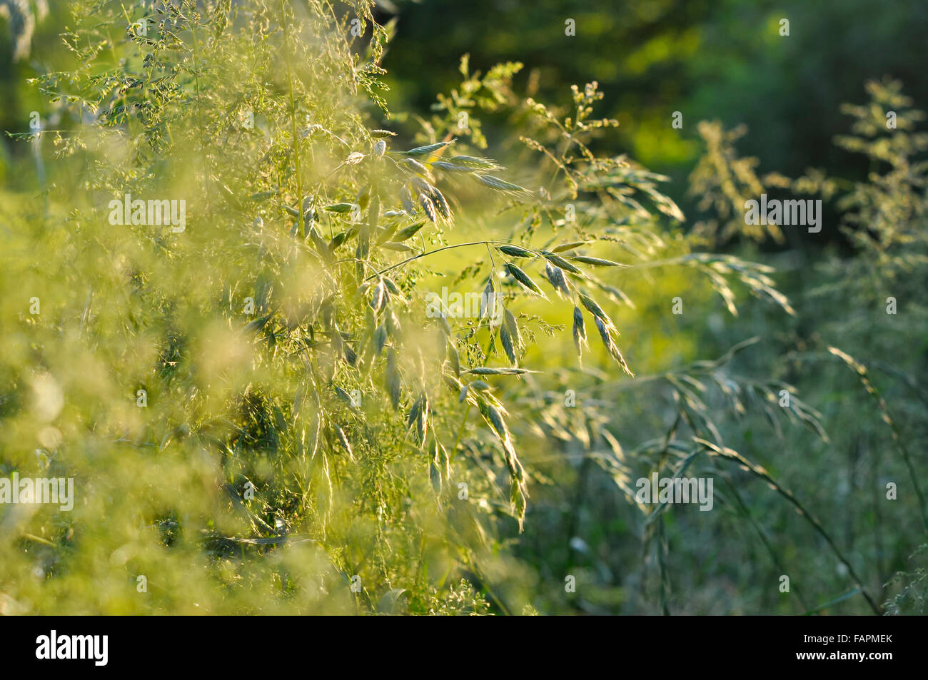 Grüne Sommer Gräser in der englischen Landschaft. Stockfoto
