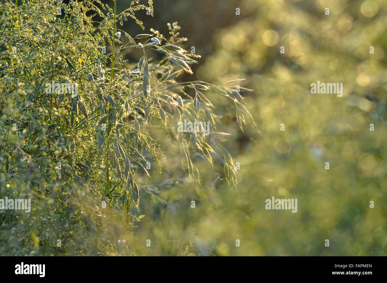 Grüne Sommer Gräser in der englischen Landschaft. Stockfoto