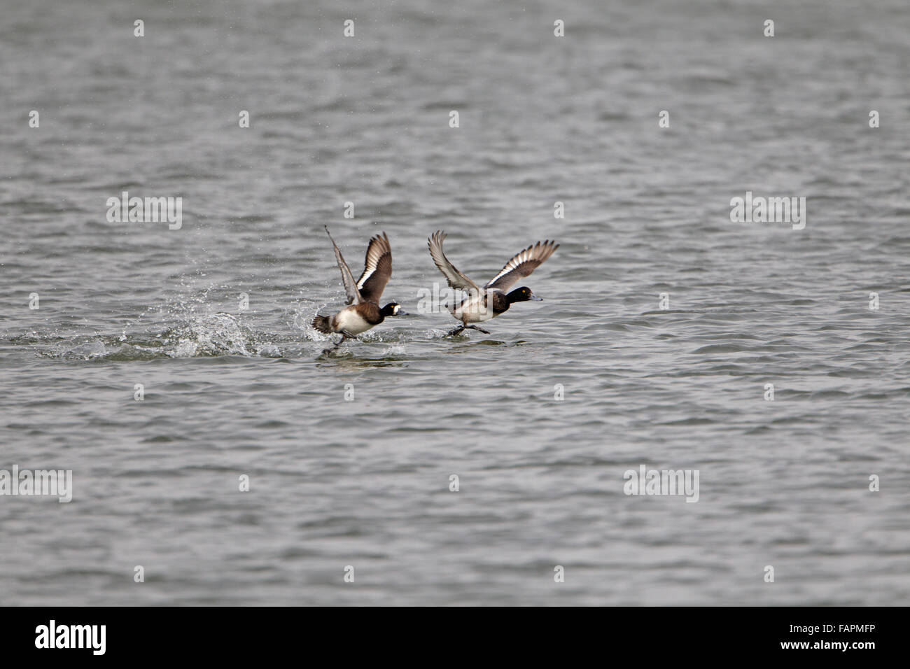 Scaup, Aythya Marila koppeln ausziehen aus Wasser, Stockfoto