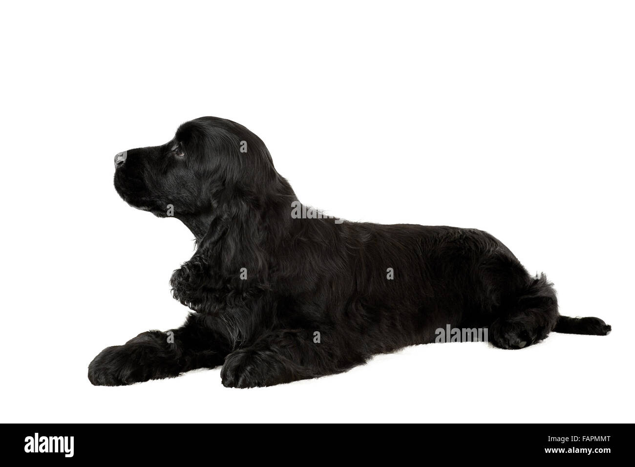 isolierte Porträt des englischen Cocker Spaniel Welpen, Europameister, Zuchtstation Stockfoto