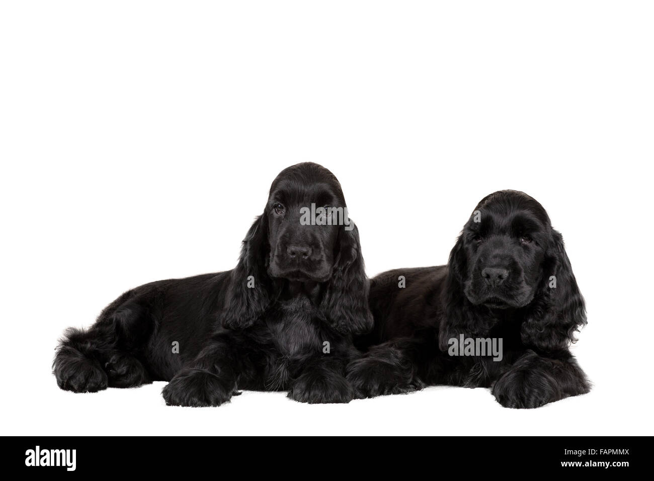 isolierte Porträt des englischen Cocker Spaniel Welpen, Europameister, Zuchtstation Stockfoto