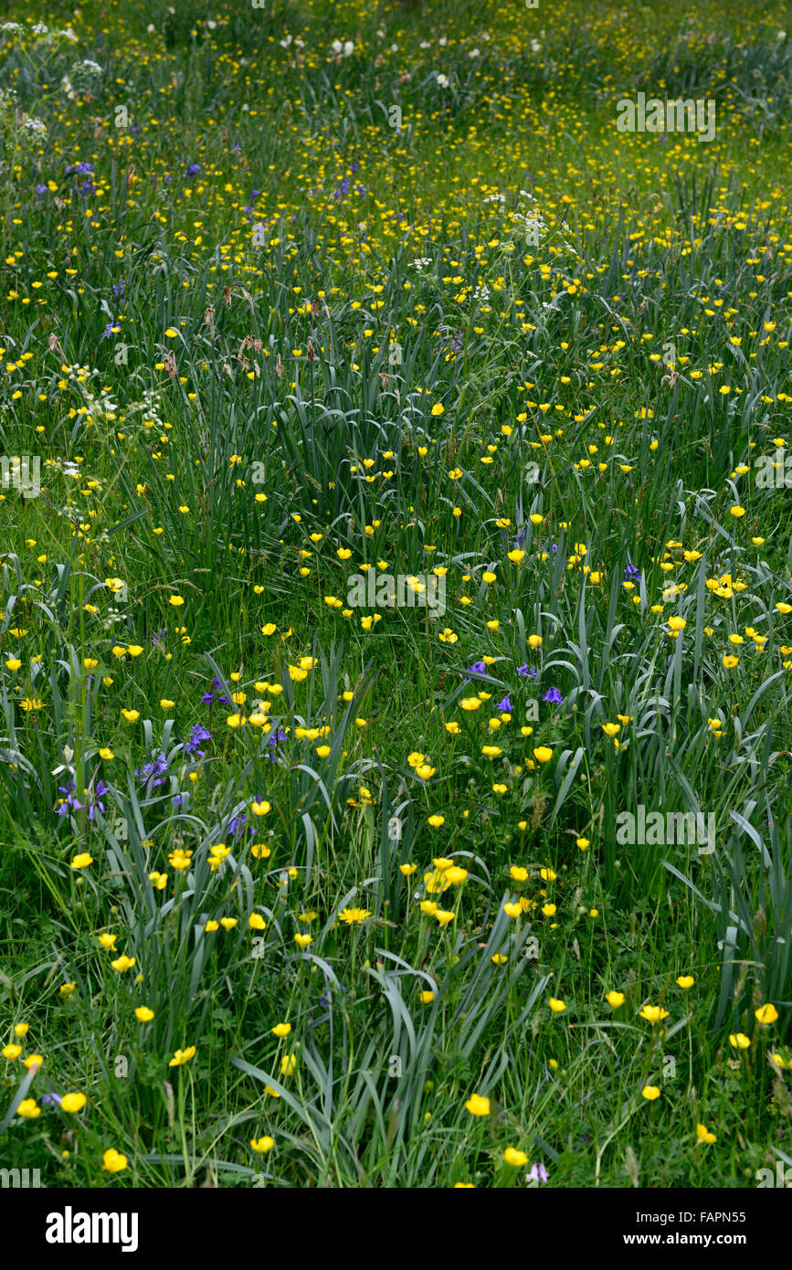 Hahnenfuß Glockenblumen blau gelbe Wildblume Wildblumen Wiese einheimische Flora Blumen Blume Blüte RM Floral Stockfoto