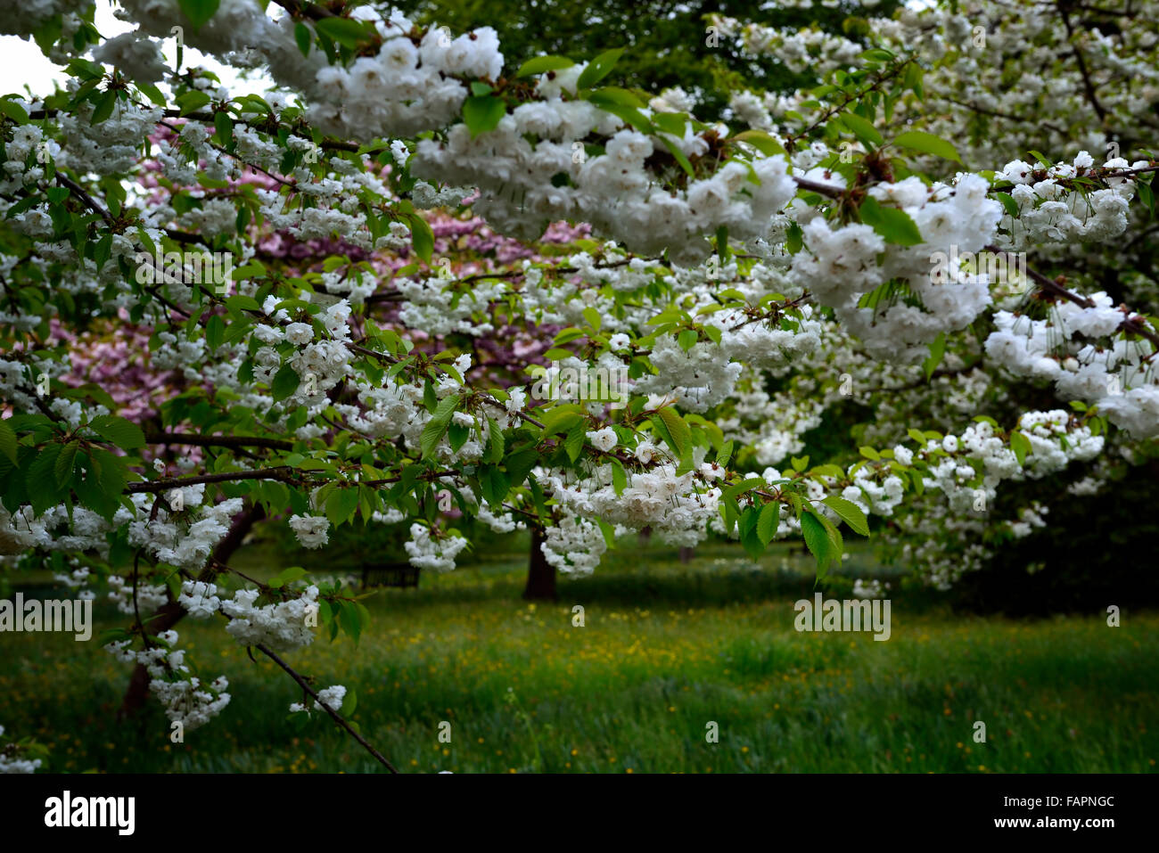 rosa weiße Kirschblüte Blüten Blumen Obstgarten Einstellung Frühling Holz Wald RM Floral Stockfoto