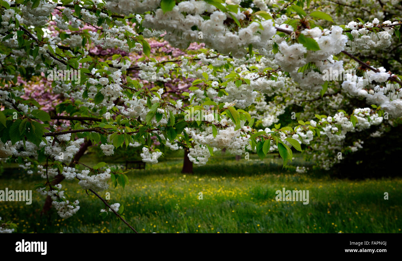 rosa weiße Kirschblüte Blüten Blumen Obstgarten Einstellung Frühling Holz Wald RM Floral Stockfoto