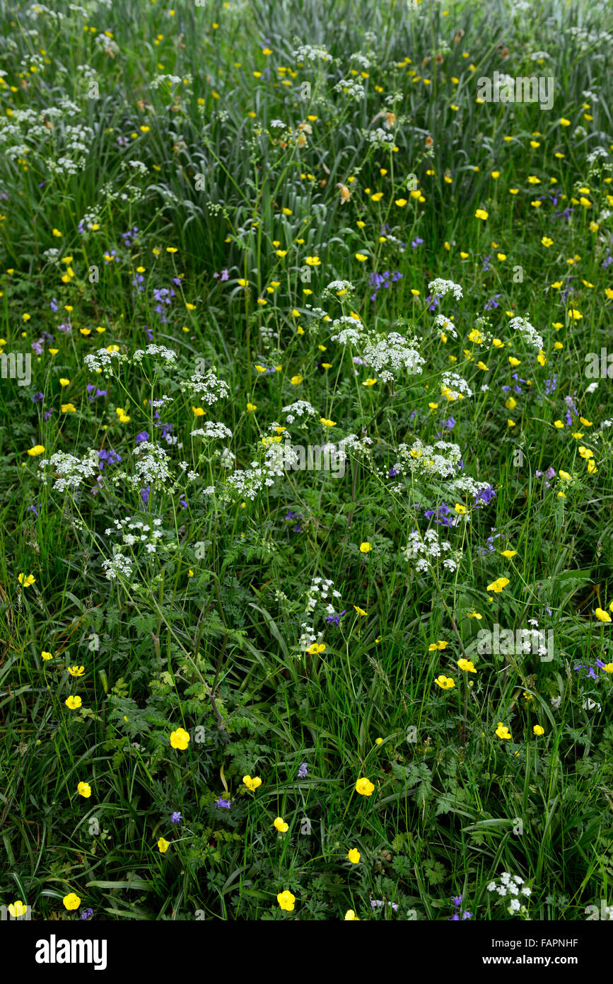 Kuh Petersilie Hahnenfuß Glockenblumen blau weiße gelbe Wildblume Wildblumen Wiese einheimische Flora Blumen Blume Blüte RM Floral Stockfoto