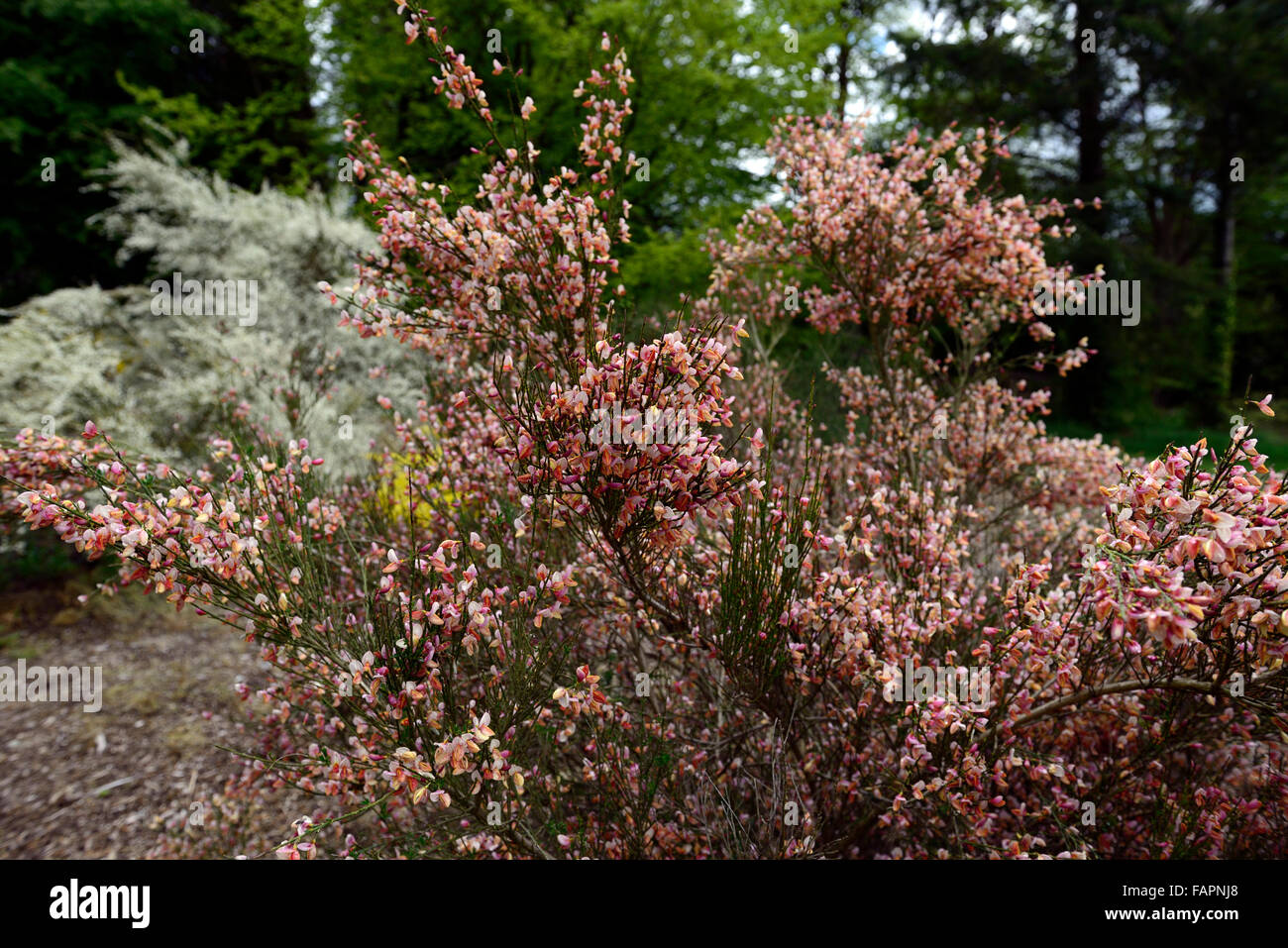 Cytisus Zeelandia blühenden Strauch Besen rosa Blüten Blumen Sträucher Frühjahr blühende RM Floral Stockfoto