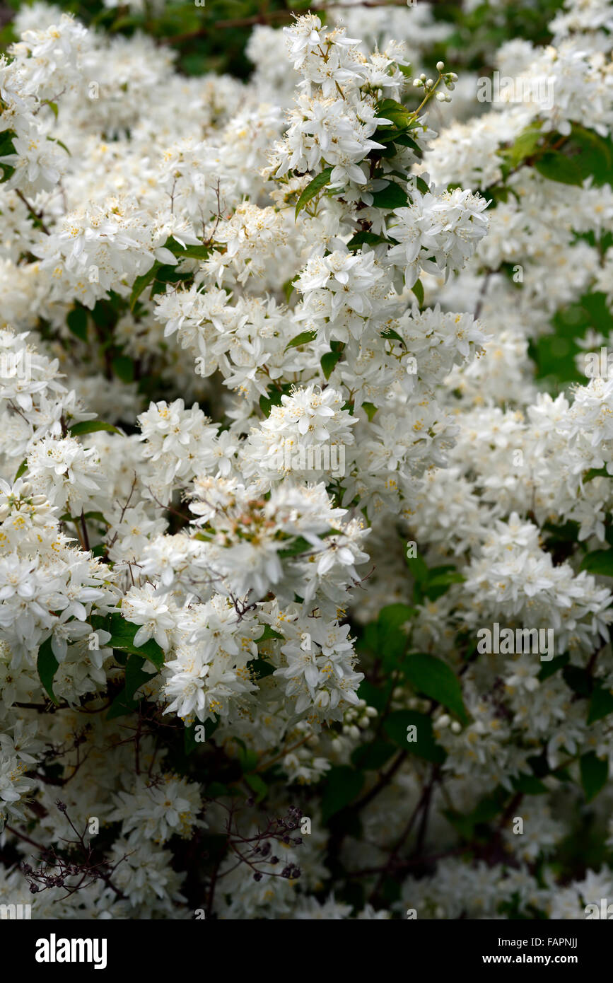 Deutzie x Kandelaber weiß blühende Blumen Blume Deutzias Closeup