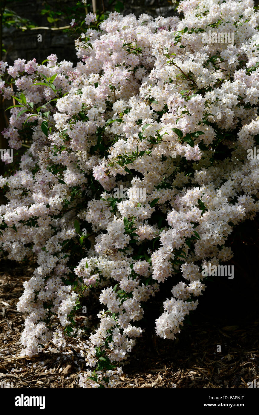 Deutzie X rosea Blumen Deutzias Sommer Closeup weiß rosa blühende