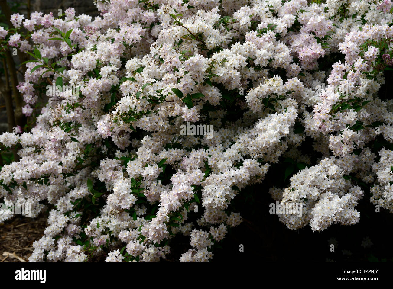 Deutzie X rosea Blumen Deutzias Sommer Closeup weiß rosa blühende