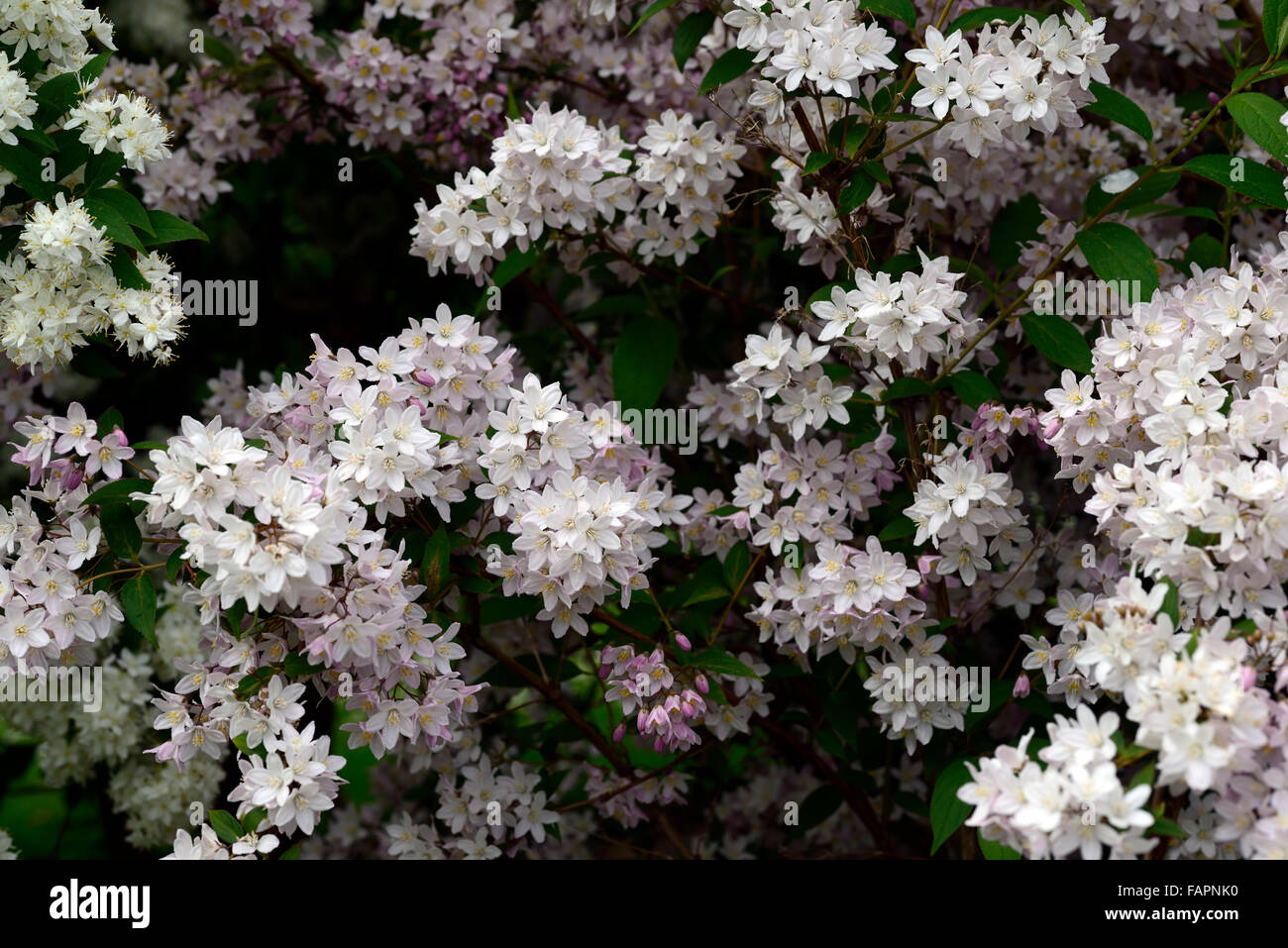 Deutzia rosea flowers deutzias summer Fotos und Bildmaterial in hoher