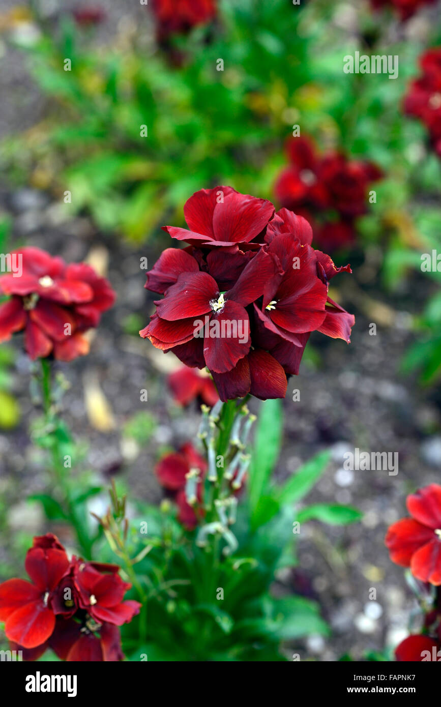 Wegrauke Cheiri Zonen Cheiri Vulcan Mauerblümchen tief rot-Orange Blumen Blume Blüte Frühling duftenden Geruch RM Floral Stockfoto