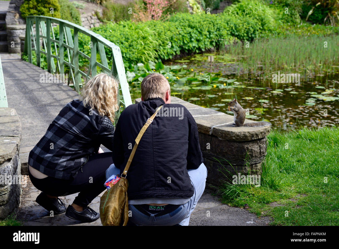 Eichhörnchen von Mann Frau Park Parkland Teich Wildtiere RM Floral gefüttert Stockfoto