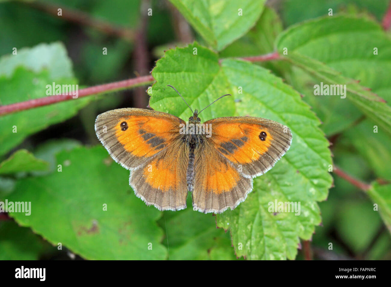 Gatekeeper Pyronia tithonia Schmetterling in den Sonnenschein in der englischen Landschaft Aalen Stockfoto