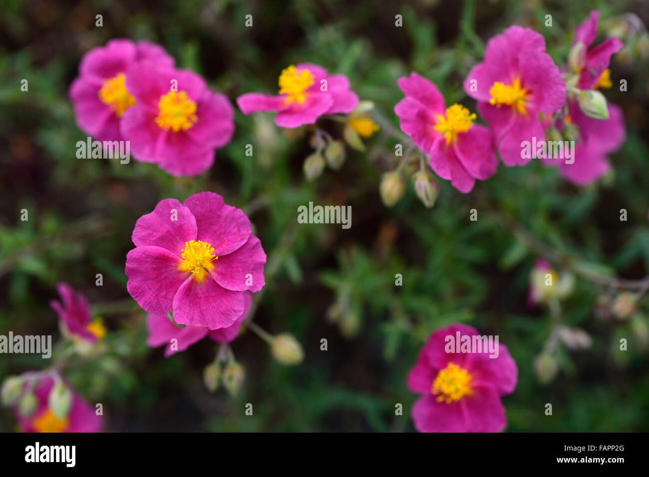 Helianthemum Nummularium blass gelbe Bindehautentzündung Zentrum Rock rose Alpenblume Blumen Blüte floral RM Stockfoto