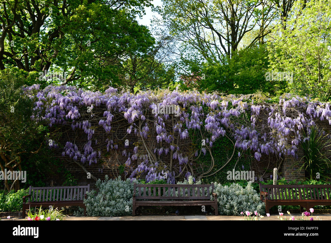 Lila Glyzinien Blütenstand Rispen blühende Blume Blumen Frühling Holland Park Kyoto Garten Notting Hill Gate Kensington London Stockfoto