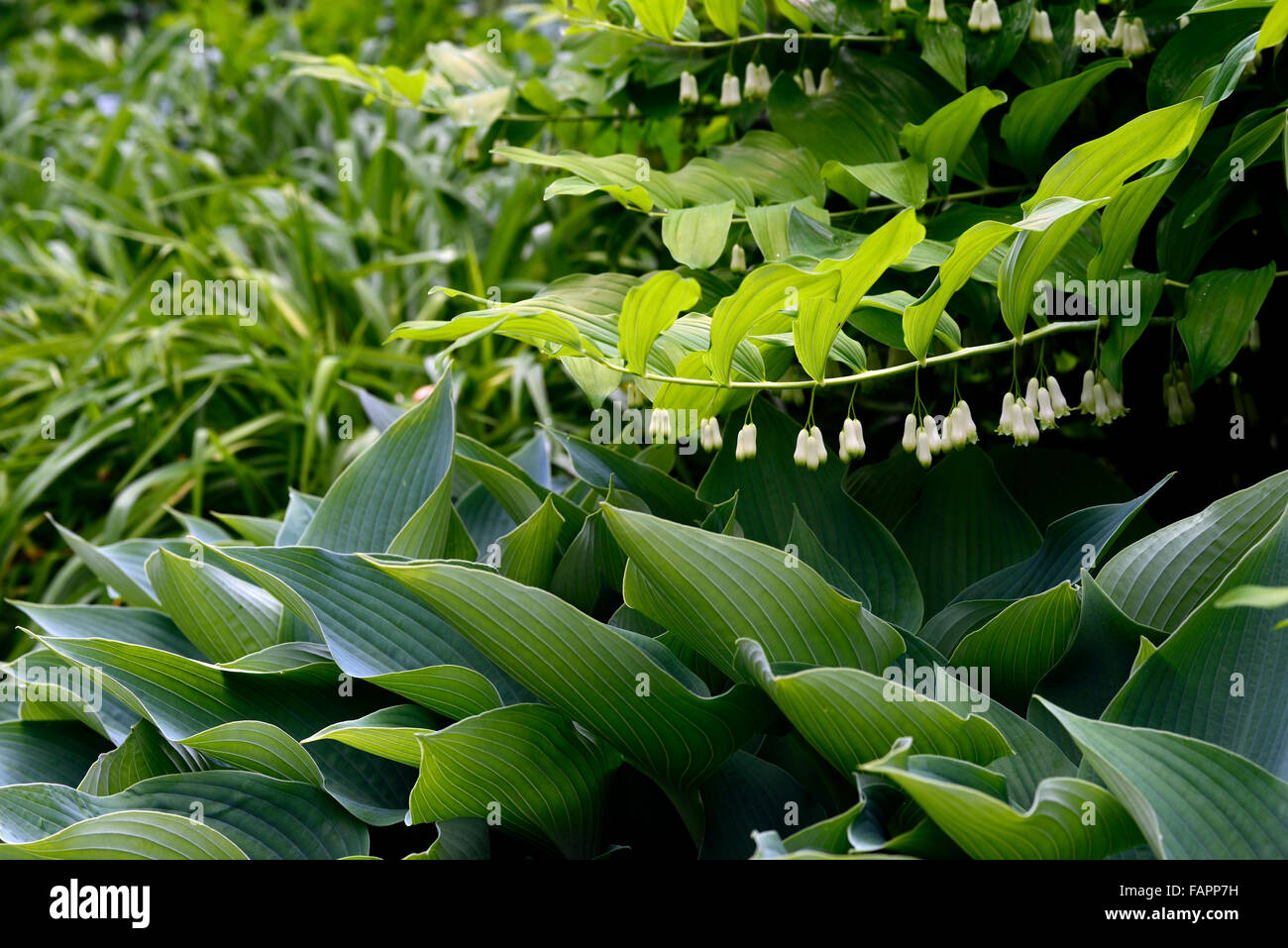 Hosta Summe und Substanz Polygonatum Multiflorum Schatten schattige Holz Wald Garten Gartenarbeit Laub Blätter Kombination RM Floral Stockfoto