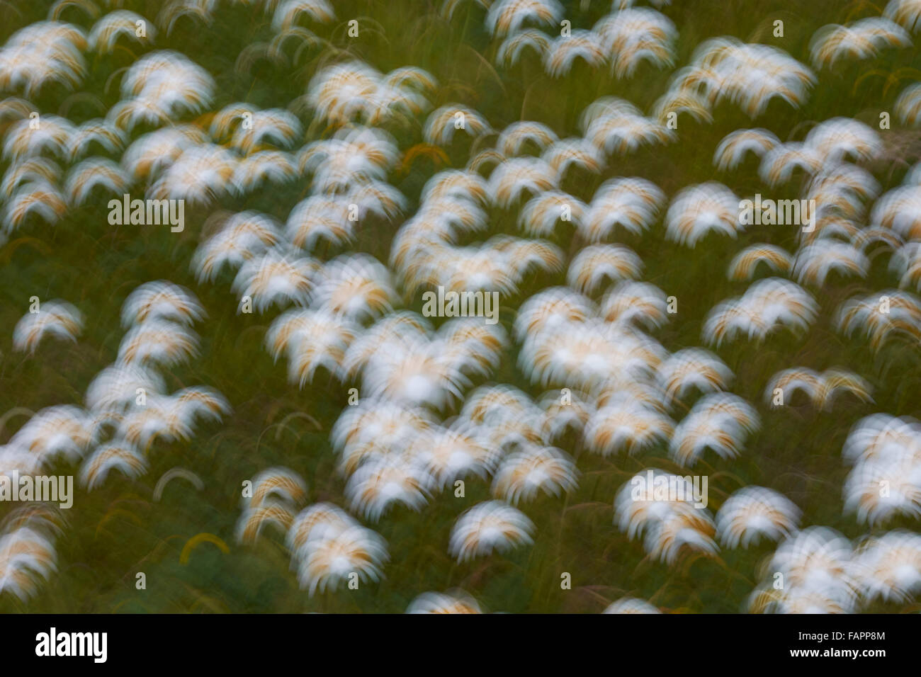 Oxeye Margeriten Leucanthemum Vulgare, Blumen, bewegt sich mit der Bewegung des Windes, Nottinghamshire, UK Stockfoto