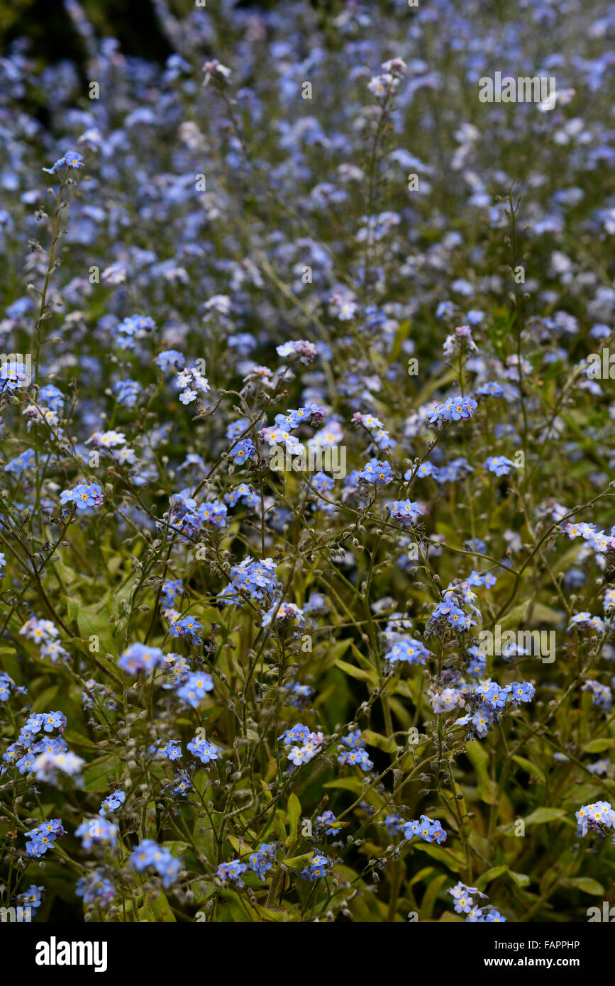 Myosotis Sylvatica Victoria blaue Blumen Blüte vergessen Me Nots Masse massierten Teppich RM Floral Stockfoto
