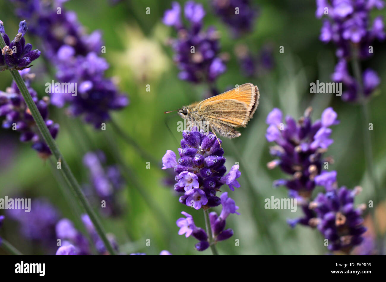 Kleine Skipper Schmetterling Thymelicus sylvestris in der englischen Landschaft Stockfoto