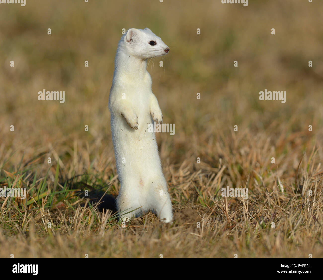 Hermelin (Mustela Erminea) im Wintermantel, aufstehen, schwäbischen Alb-Biosphären-Reservat, Baden-Württemberg Stockfoto