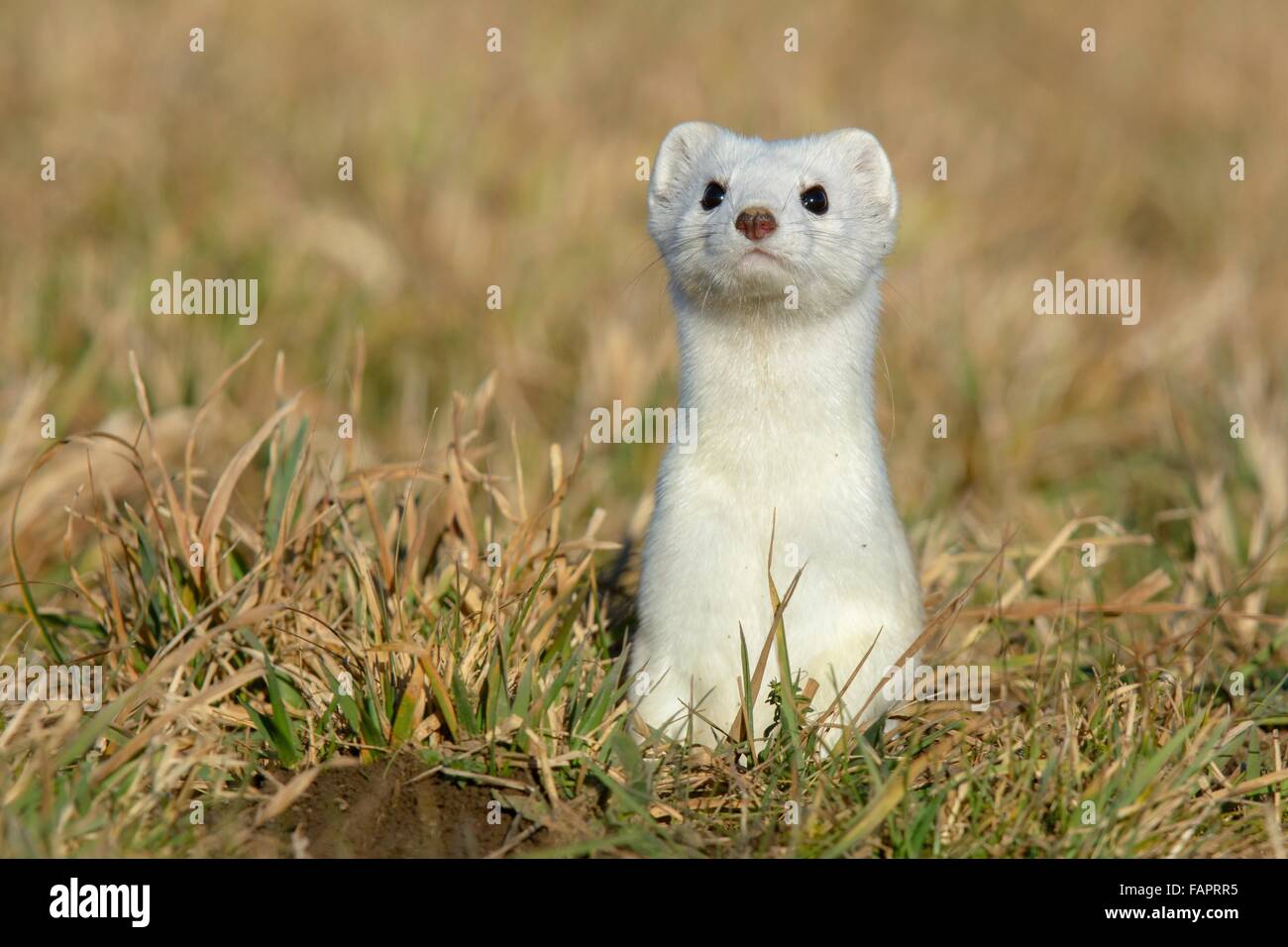 Hermelin (Mustela Erminea) im Wintermantel, Blick aus Burrow, neugierig, schwäbischen Alb-Biosphären-Reservat, Baden-Württemberg Stockfoto