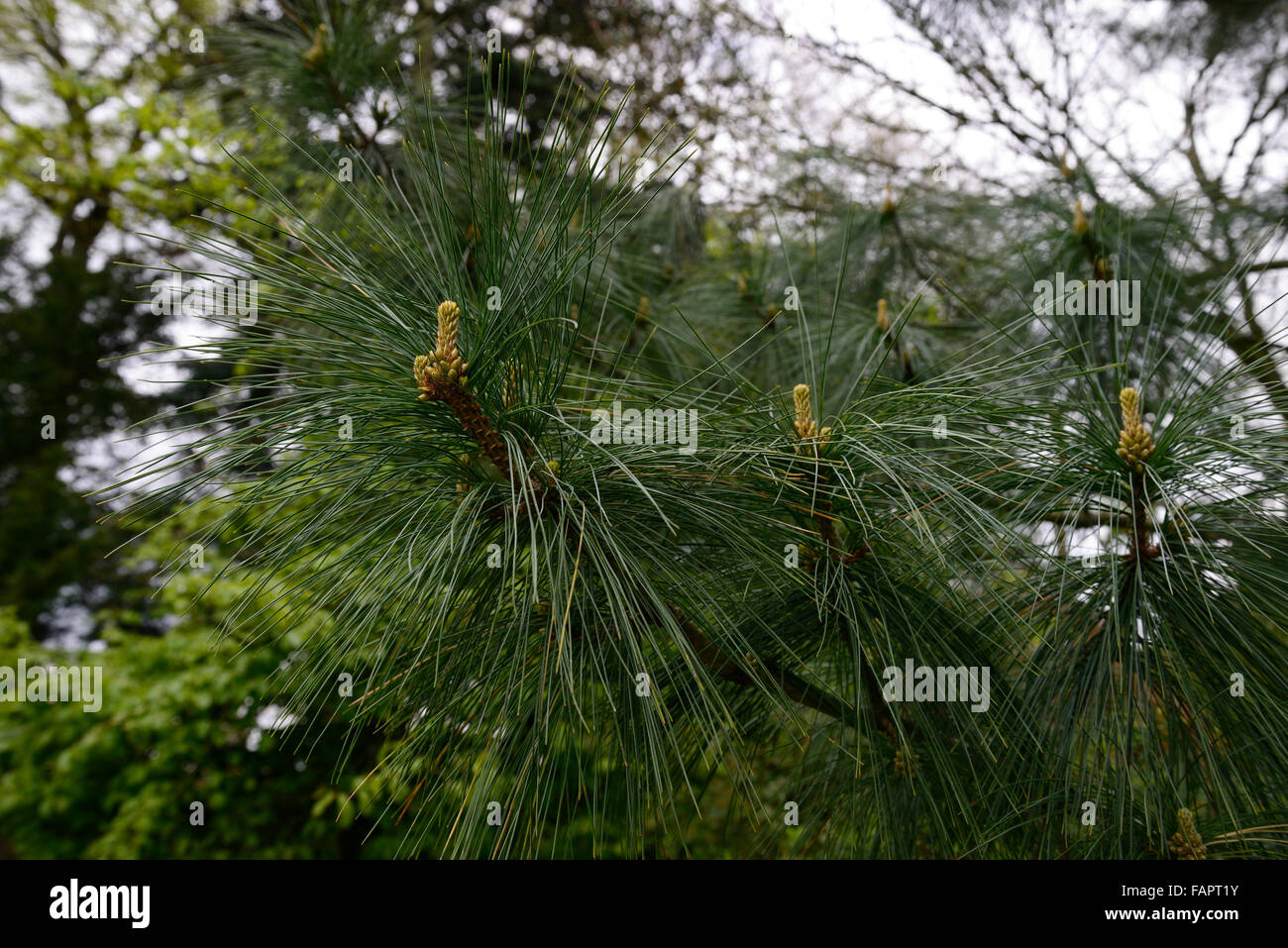Pinus Wallichiana Nadel-immergrüner Baum Nadelbaum Kiefer Kiefern Nadel Nadeln Kegel Kegel RM Floral Stockfoto