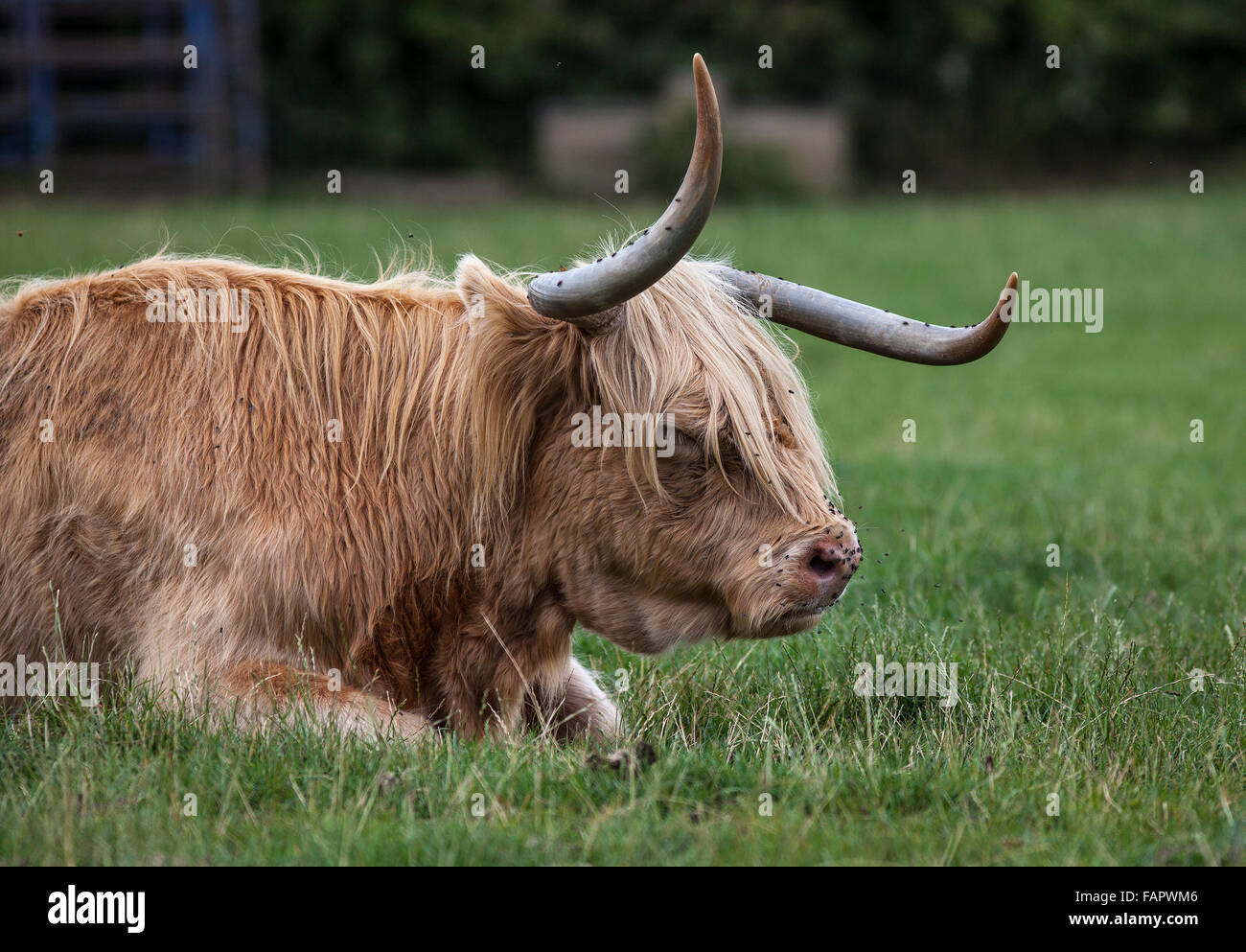 Longhorn Steer grasen auf einer grünen Weide Stockfoto