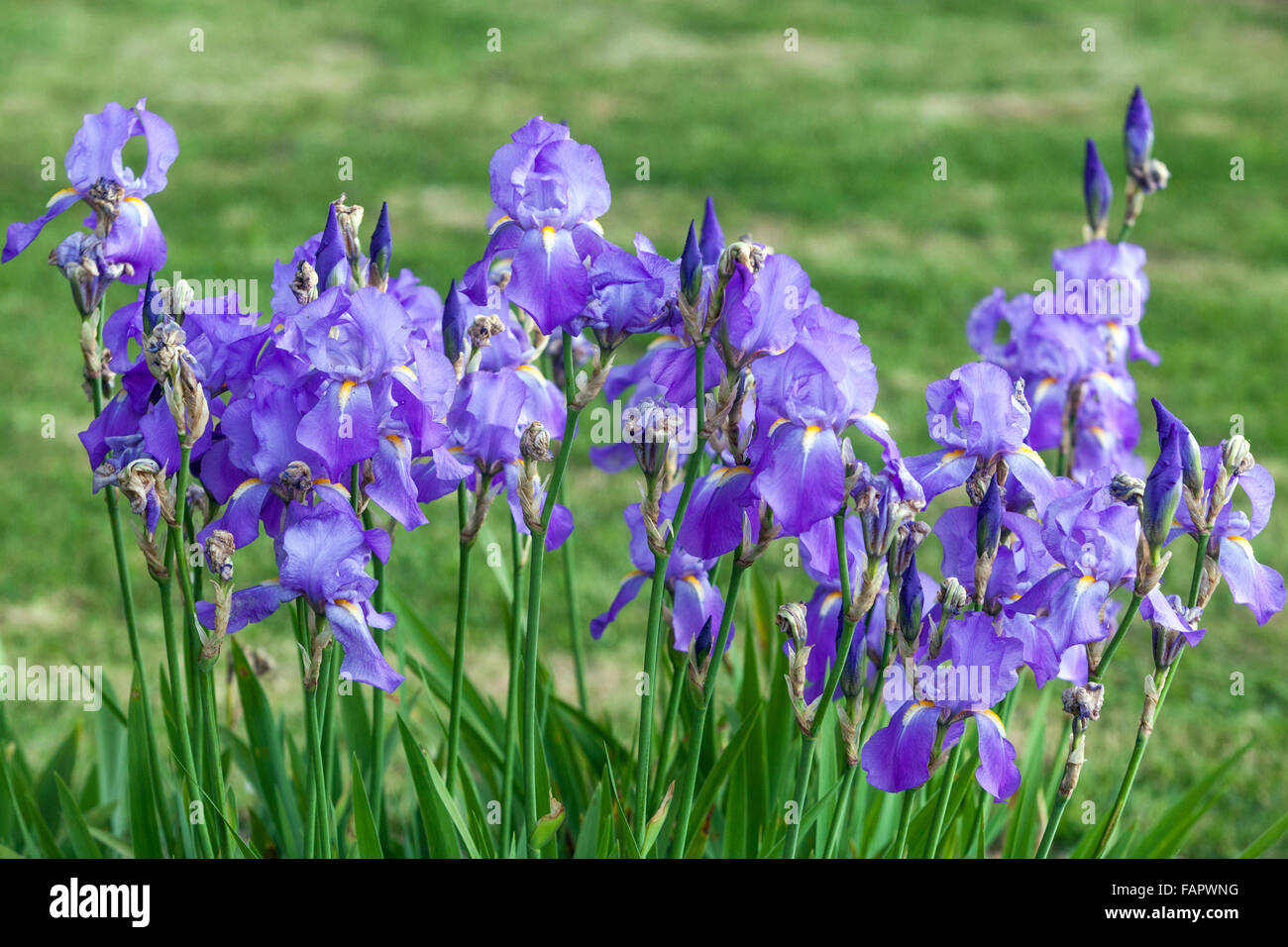 Iris Bordüre Iris Pallida blaue Blüten im Bett Stockfoto