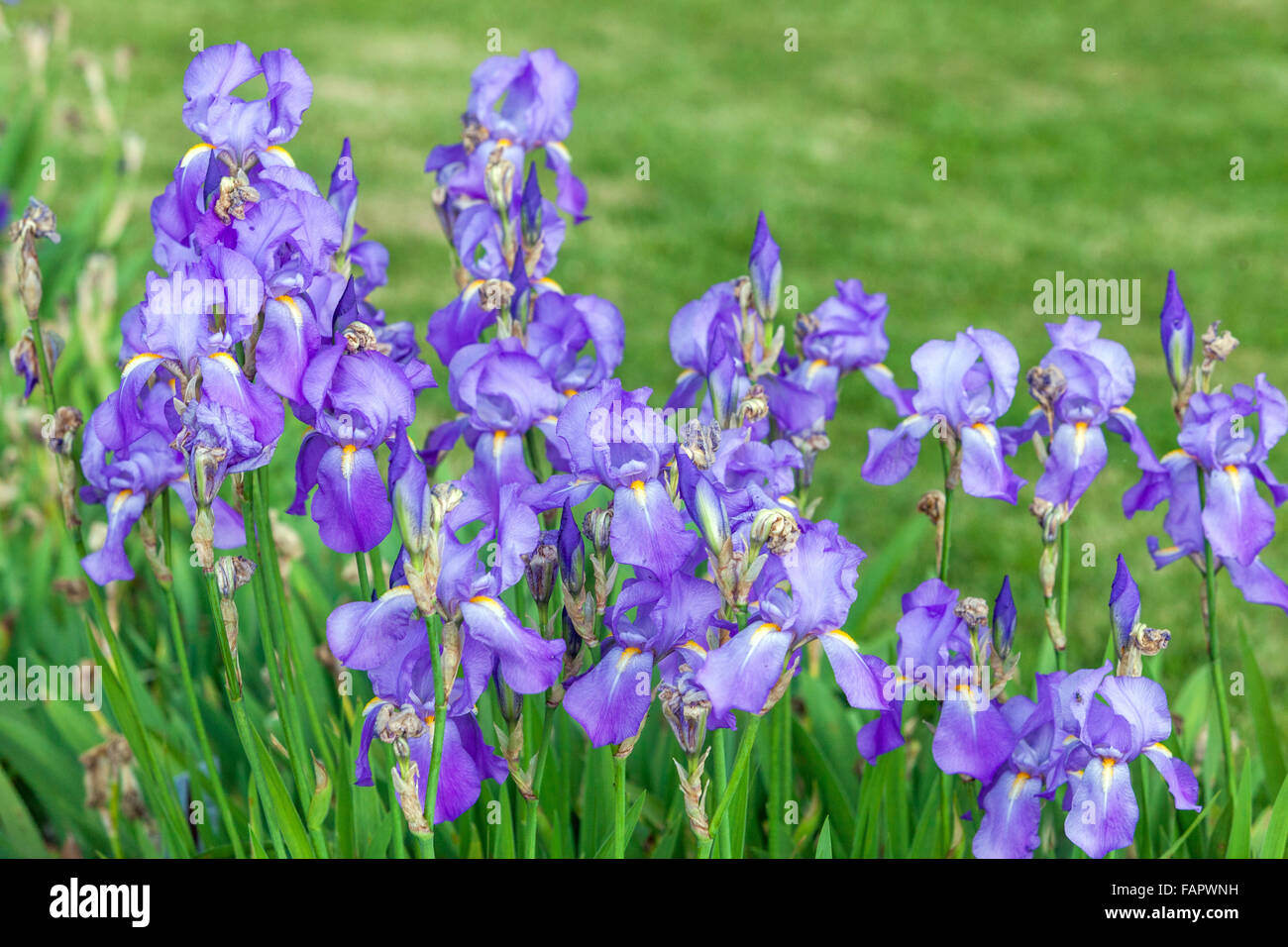 Iris pallida Blau Iris blüht blau im Bett Stockfoto