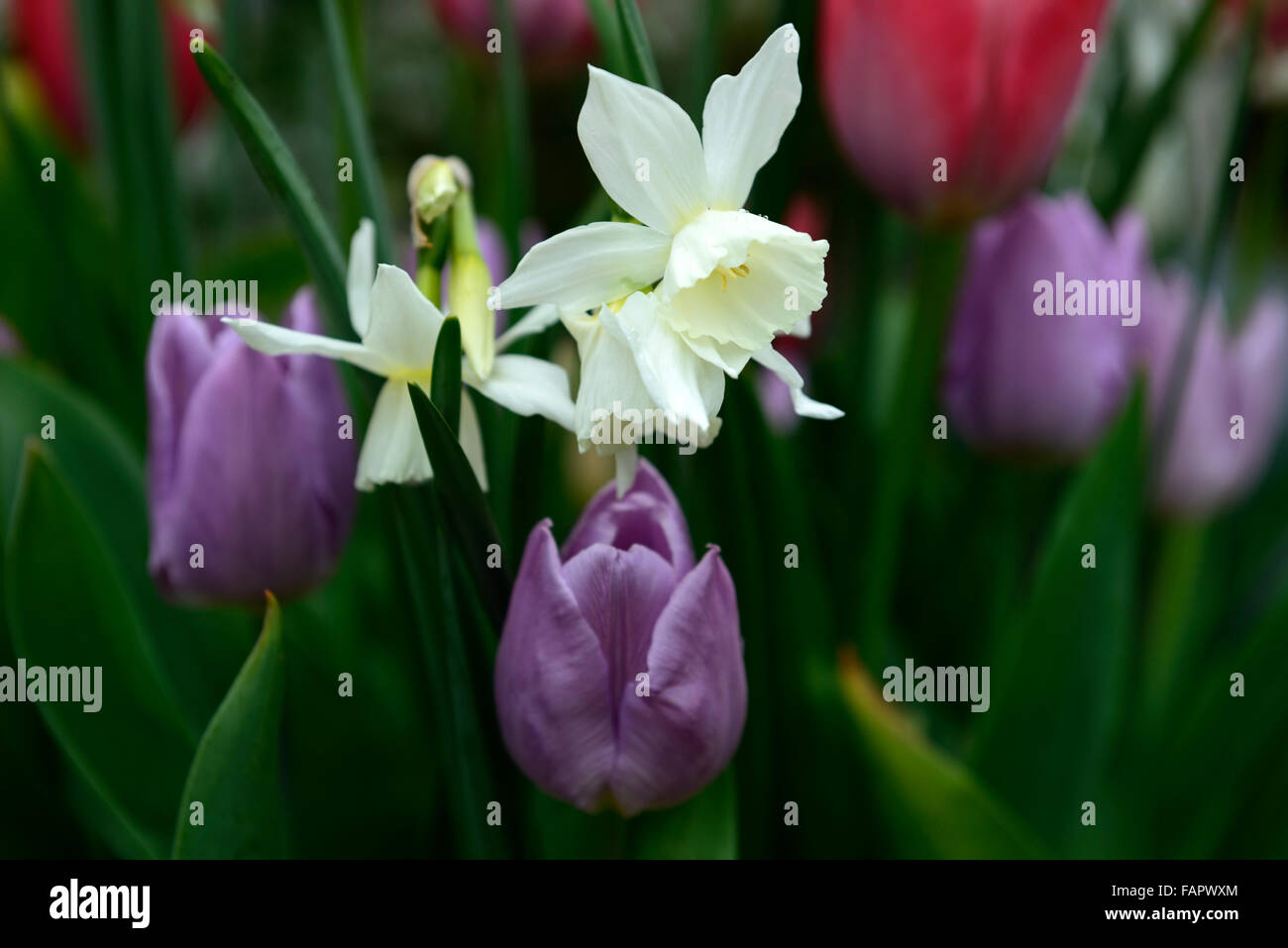 Tulipa Süßigkeiten Fürst Narzisse Thalia Tulpe Narzisse lila weiße Kombination Farbe Farbe Blume Blumen Frühling RM Floral Stockfoto