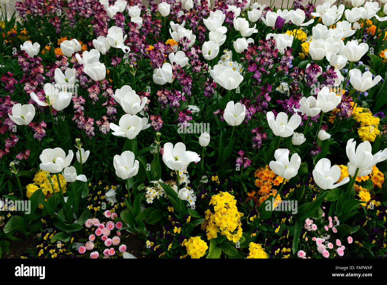 Tulipa Fosteriana Purissima Wegrauke Cheiri Bellis Primula gemischt Bett Bettwäsche Farbe Farbe Kombination Blume Blumen Floral RM Stockfoto