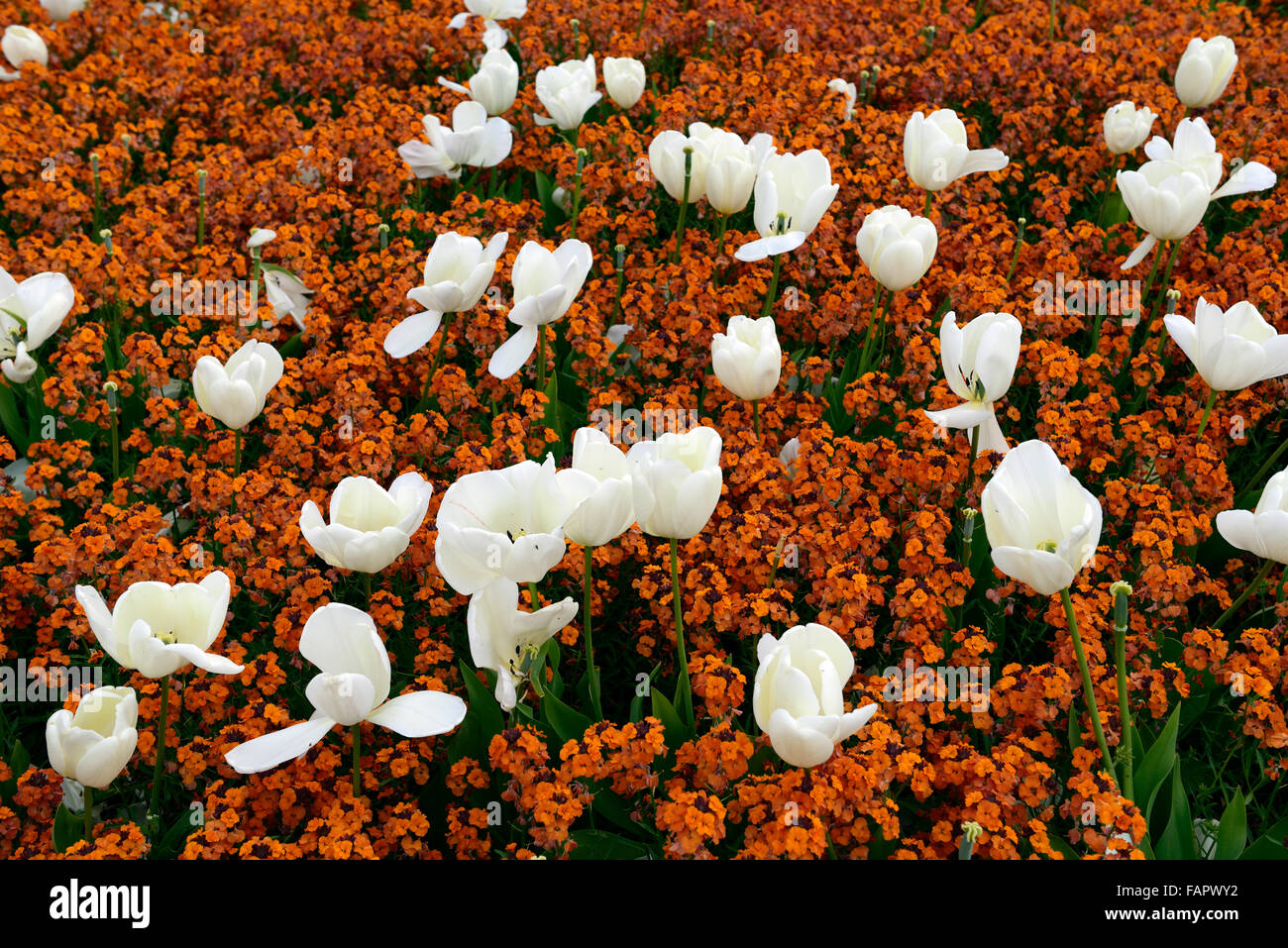 Tulipa Fosteriana Purissima Wegrauke Cheiri orange Bedder weiße Farbe orange Farbe Kombination Blume Blumen Floral RM Stockfoto