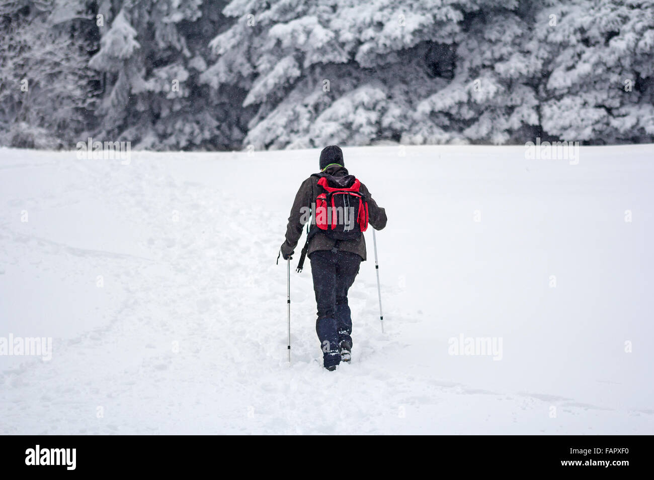 Bergsteiger-Mann zu Fuß in die Snow-Wald Stockfoto