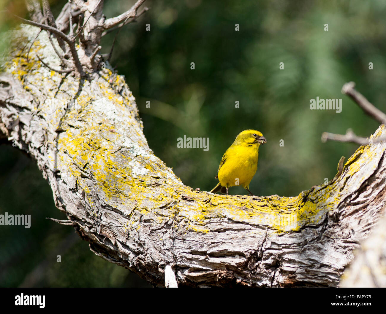 Crithagra Flaviventris oder Yellow Canary auf der Insel St. Helena im Südatlantik Stockfoto