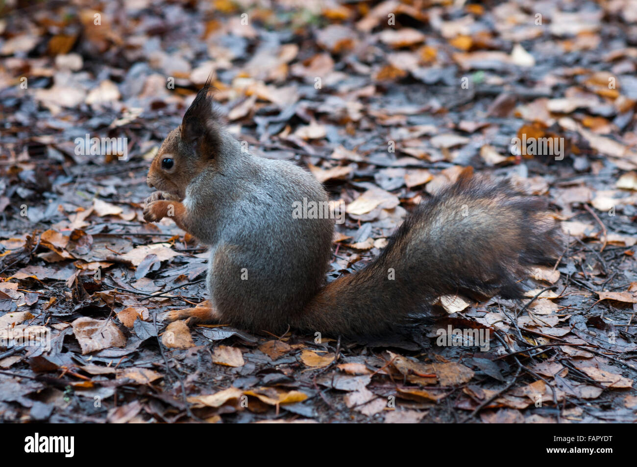 Seurasaari, auch bekannt als das Dorf der Eichhörnchen, ist eine Insel und ein Distrikt in Helsinki, Finnland, bekannt als der Ort Stockfoto