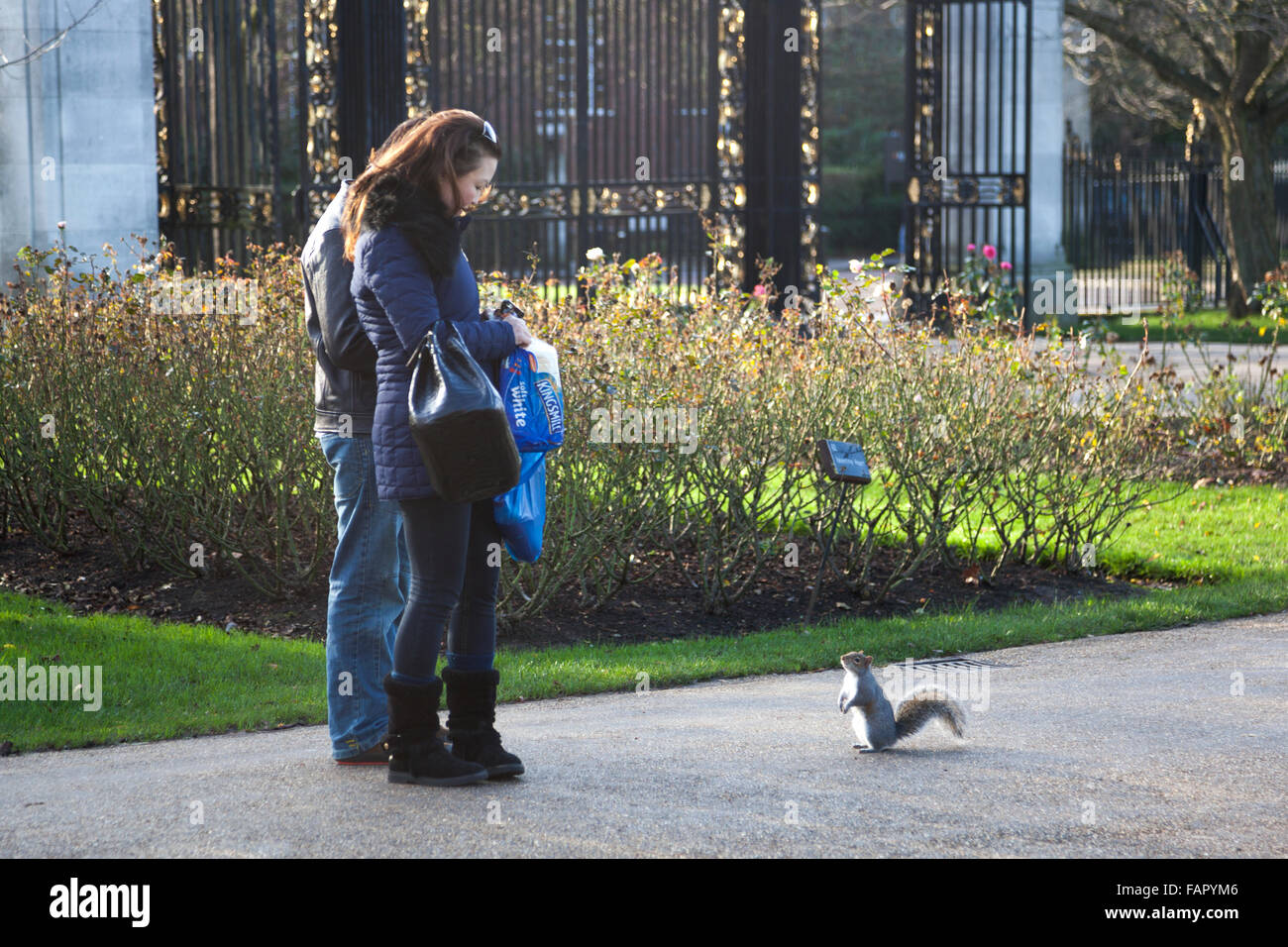 Grauhörnchen betteln Passanten für Essen im Regents Park, London, UK Stockfoto