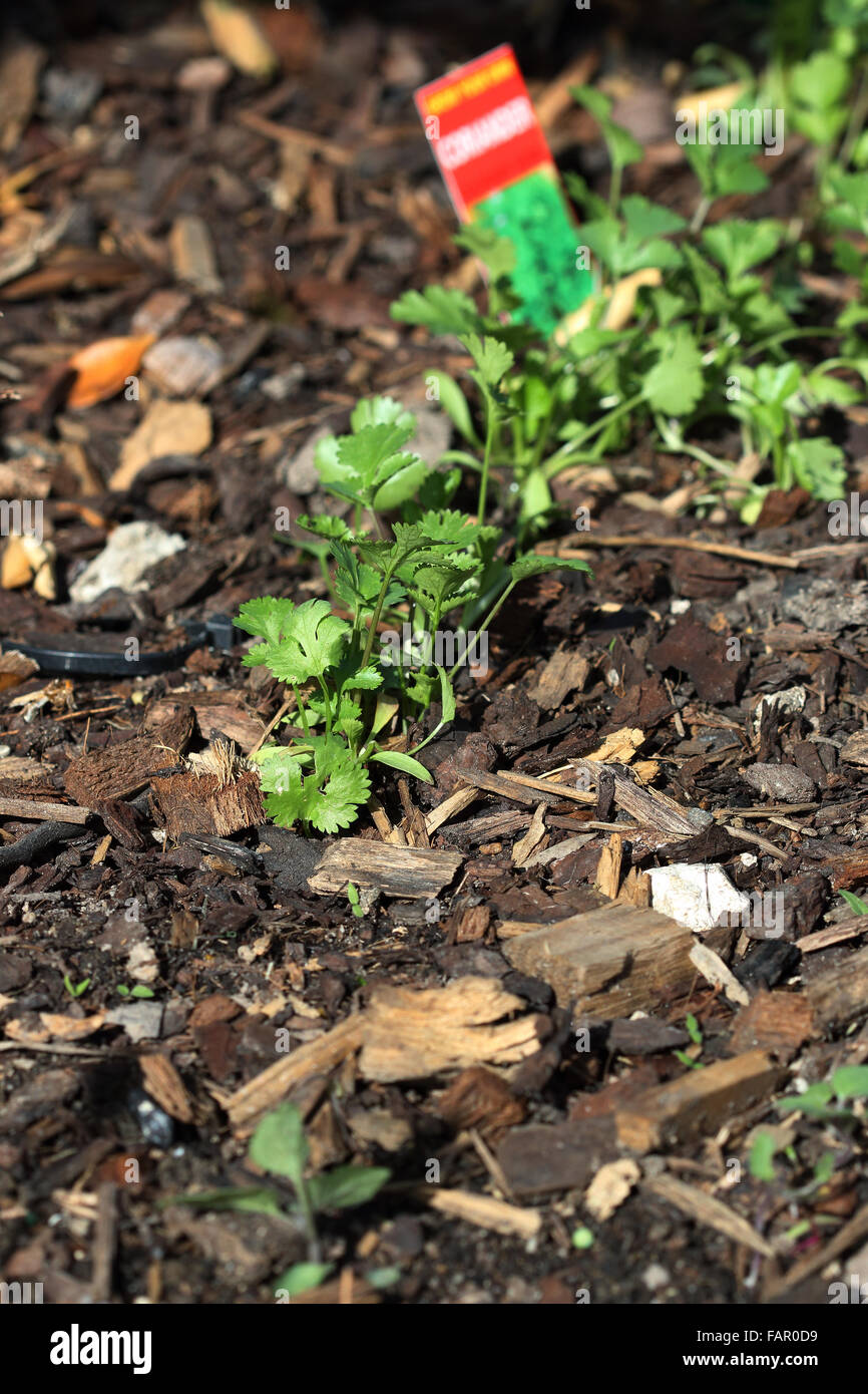 Koriander Kräuter im Garten wächst Stockfoto