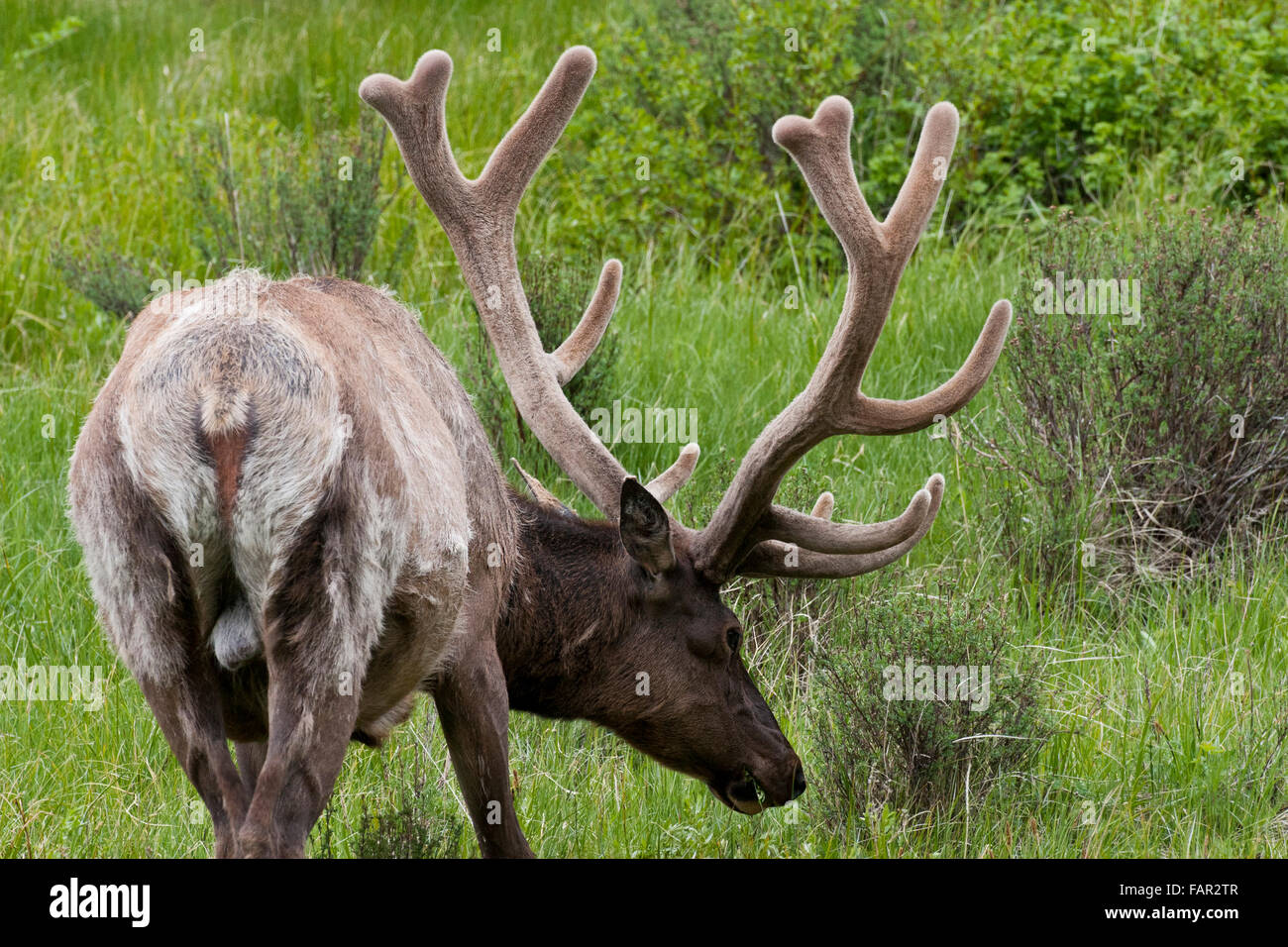Bull Elk mit Samt überzogen Geweih zu Fuß in ein Feld Stockfoto