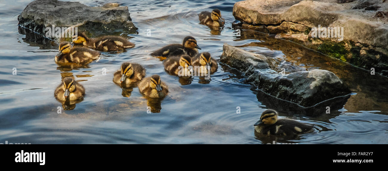 Baby-Enten.  Entenküken auf ihre schwächsten - schwimmen über an einem warmen Mai-Nachmittag. Stockfoto