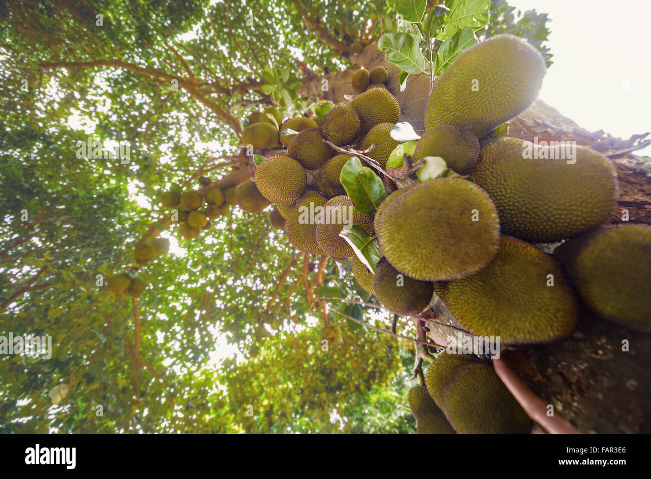 Jackfruit Baum voller Früchte. Bild mit Tiefenschärfe und Fokus auf Center. Stockfoto